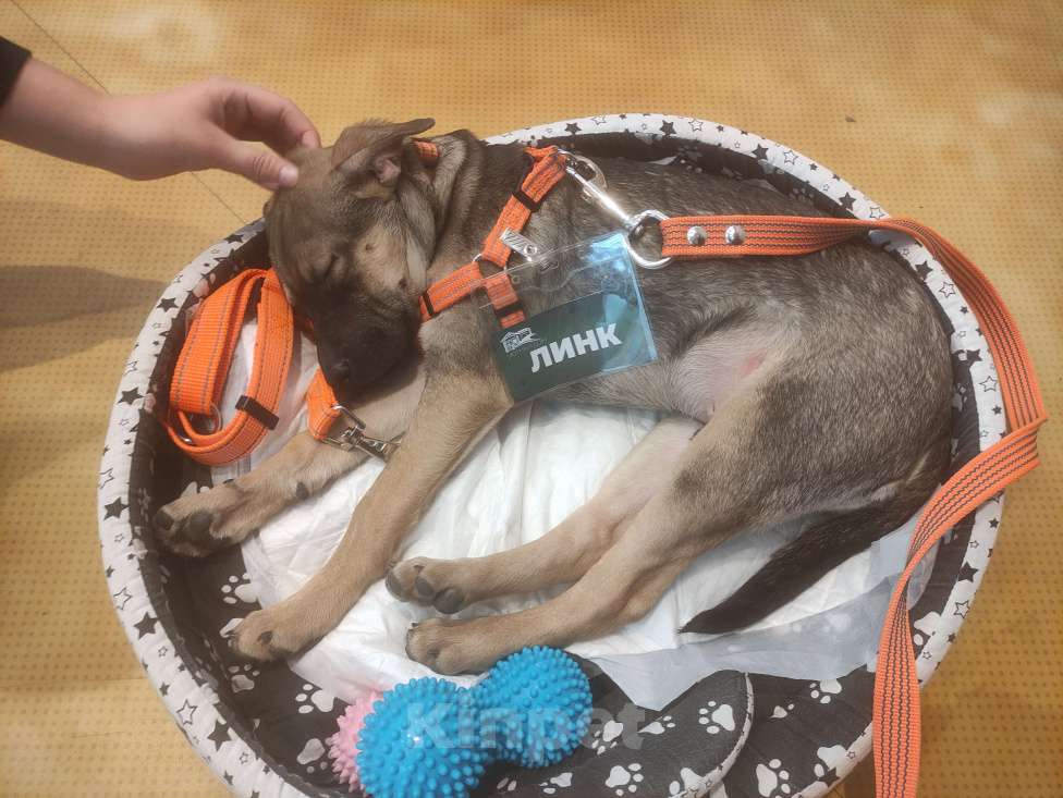 Собаки в Пушкино: Линк, 3 месяца. Метис шарпея Мальчик, 500 руб. - фото 9