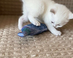 Кошки в Москве: Шотландский прямоухий котенок серебристая шиншилла Девочка, Бесплатно - фото 3