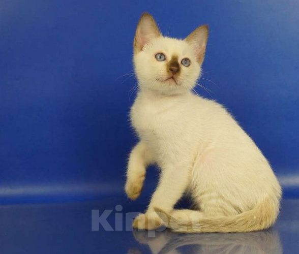 Кошки в Москве: Louis Gamlet Мальчик, 60 000 руб. - фото 4