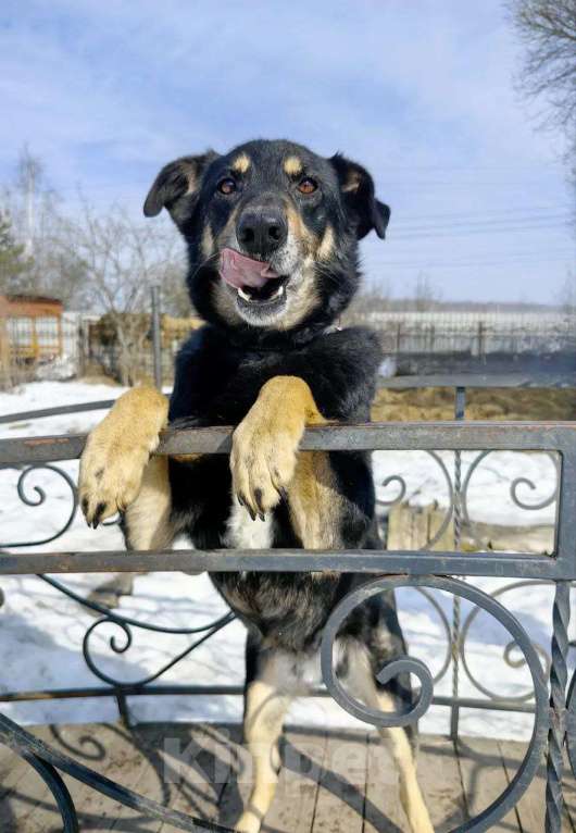 Собаки в Москве: Умный, верный, ласковый пес Жорж ищет дом Мальчик, Бесплатно - фото 4