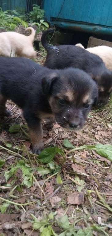 Собаки в Ореховом-Зуево: Отдаём щенков в добрые руки Мальчик, Бесплатно - фото 3