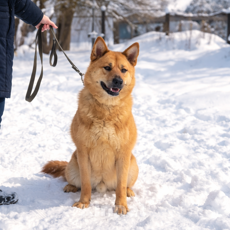 Собаки в Москве: Брутальный красавец Рич ищет хозяев! Мальчик, Бесплатно - фото 2