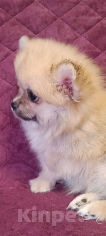 Собаки в Москве: Мини мальчик  Мальчик, 25 000 руб. - фото 9