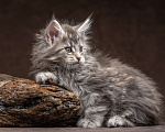Кошки в других городах Ленинградской области: Мей-куны полидакты - котята в " руковичках" Мальчик, 45 000 руб. - фото 6