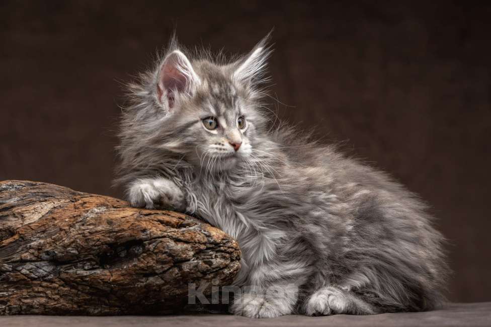 Кошки в других городах Ленинградской области: Мей-куны полидакты - котята в &quot; руковичках&quot; Мальчик, 45 000 руб. - фото 4