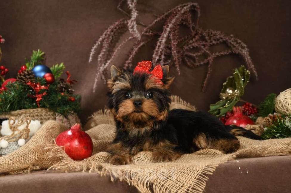 Собаки в Красногорске: Продам щенков  Девочка, 35 000 руб. - фото 6