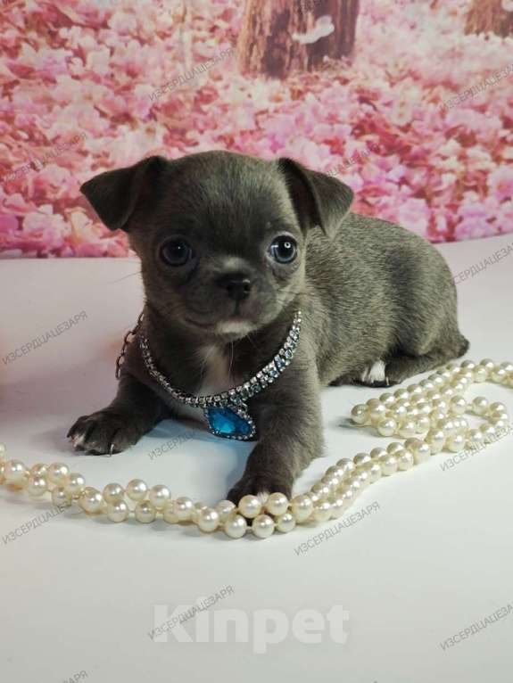 Собаки в Москве: Девочка редкого голубого окраса бейби фейс Девочка, 45 000 руб. - фото 1