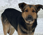 Собаки в Москве: Друг Мальчик, 100 руб. - фото 1