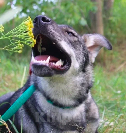Собаки в Москве: Ракша Девочка, Бесплатно - фото 3