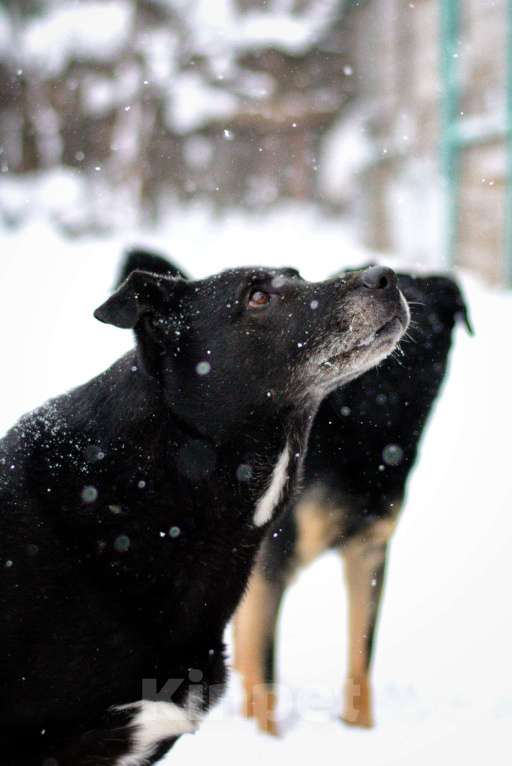 Собаки в Москве: Челси Девочка, Бесплатно - фото 7