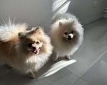 Собаки в Москве: Померанский шпиц малый Девочка, 25 000 руб. - фото 7