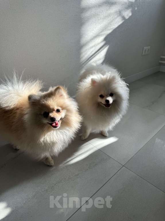 Собаки в Москве: Померанский шпиц малый Девочка, 25 000 руб. - фото 7