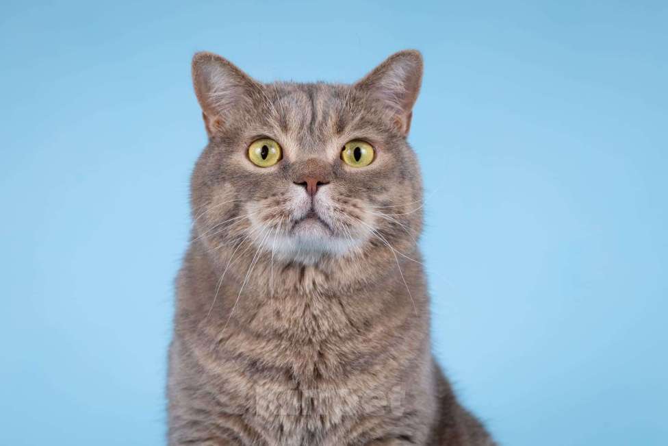 Кошки в Москве: Шотландец Митенька в добрые руки. Мальчик, Бесплатно - фото 3