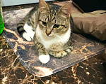 Кошки в Одинцово: Найден котенок подросток Мальчик, 1 руб. - фото 3