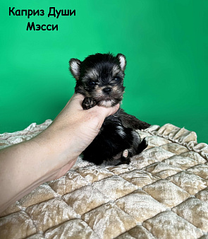 Девочка Мэсси йорктиз ( НРКА)