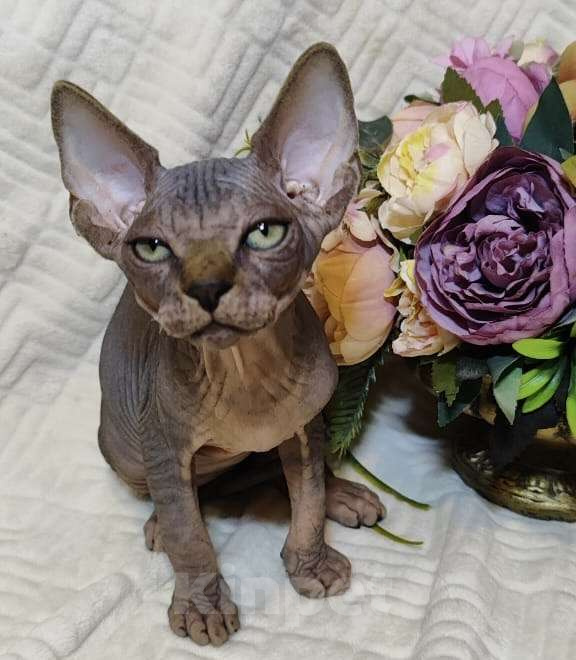 Кошки в Москве: Канадский сфинкс котенок Мальчик, 50 000 руб. - фото 1