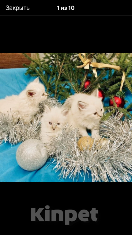 Кошки в Москве: Рэгдолл девочки Девочка, 35 000 руб. - фото 10