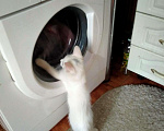 Кошки в Заречном: Котята белые, 100 руб. - фото 2