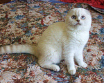 Кошки в Нытве: Вислоухая девочка Девочка, 20 000 руб. - фото 3