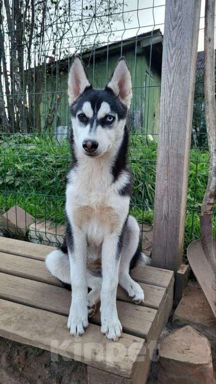 Собаки в Санкт-Петербурге: Щенок Сибирской Хаски по кличке Зена Девочка, 1 000 руб. - фото 2