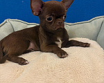 Собаки в Москве: Чихуахуа  Шоколадные  Мальчики Мальчик, 20 000 руб. - фото 1