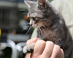 Кошки в Подольске: Кошечка малышка в добрые руки Девочка, Бесплатно - фото 4