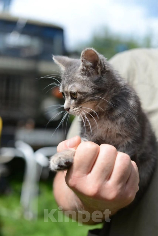 Кошки в Подольске: Кошечка малышка в добрые руки Девочка, Бесплатно - фото 4