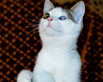 Кошки в Москве: Особенный котёнок в добрые руки Мальчик, 1 руб. - фото 8