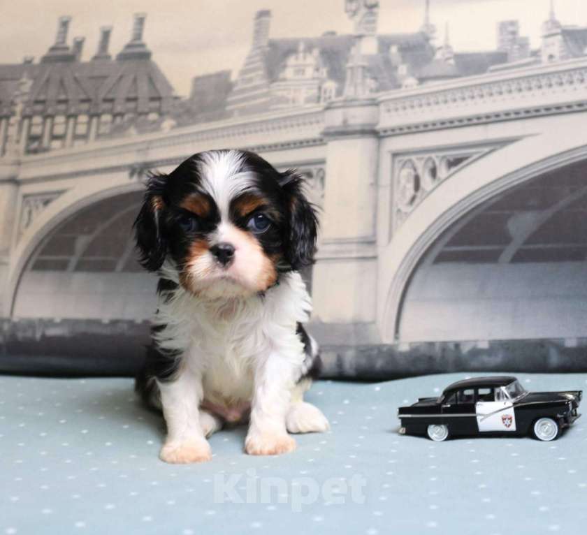 Собаки в Москве: Кавалер кинг чарльз спаниель триколор и бленхейм Мальчик, 80 000 руб. - фото 4