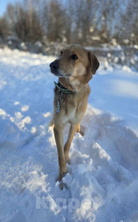 Собаки в Королеве: Нежная и доверчивая Лира. Девочка, Бесплатно - фото 7