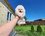Собаки в Москве: Шпиц померанский мини Мальчик, Бесплатно - фото 1