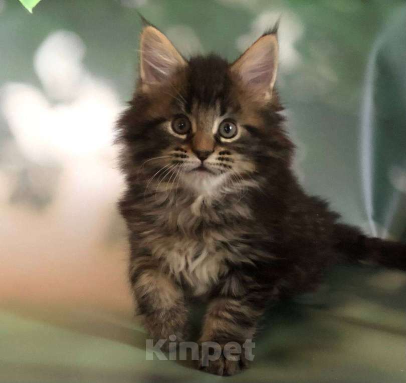 Кошки в Санкт-Петербурге: Котик мейн кун из питомника Nord-Westland Мальчик, 45 000 руб. - фото 2