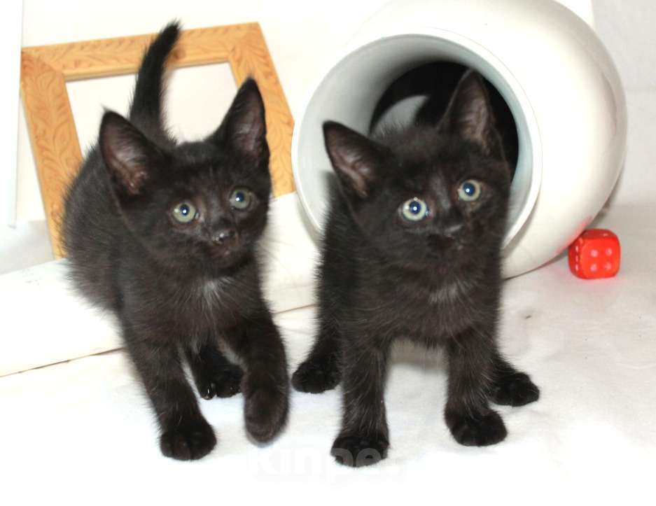 Кошки в Калуге: Три черненьких, веселеньких котенка - Норман, Мартин и Перчик в добрые руки. Мальчик, Бесплатно - фото 1
