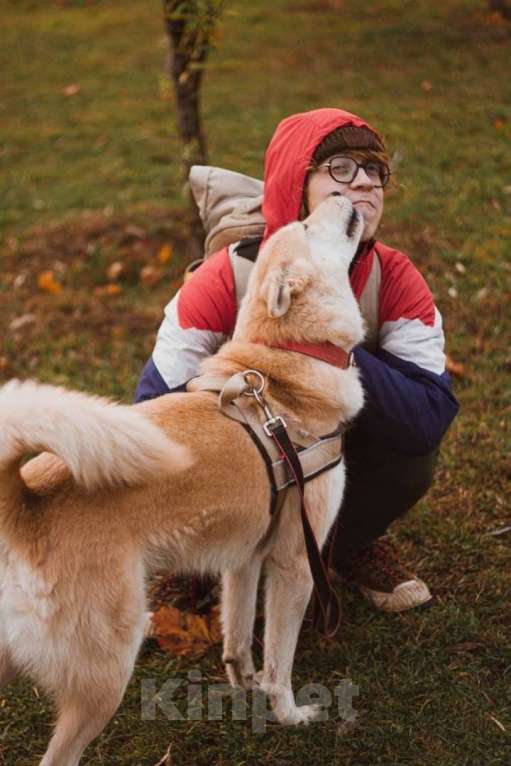 Собаки в Москве: Харт метис акиты оказался в приюте Мальчик, 10 руб. - фото 2