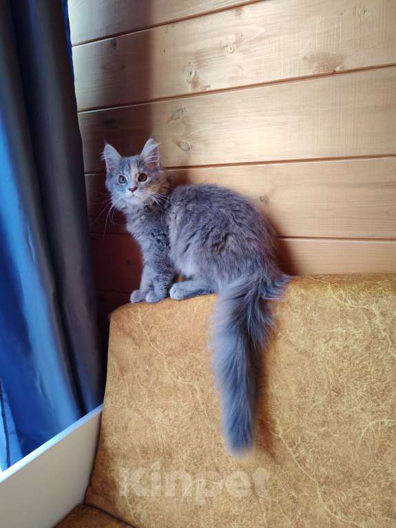 Кошки в Мурином: Девочка мейн-кун Девочка, Бесплатно - фото 6