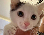 Кошки в Москве: Белый котик с одним пятном на головке Мальчик, Бесплатно - фото 1