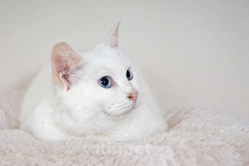 Кошки в Москве: Белоснежная красавица Зефирка ждёт своего человека Девочка, 347 руб. - фото 5