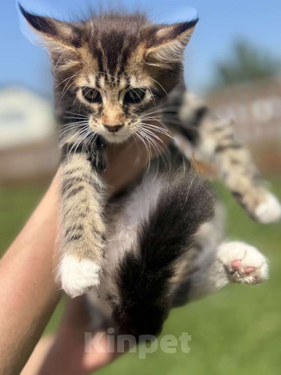 Кошки в Барнауле: Девочка  Девочка, 4 000 руб. - фото 2