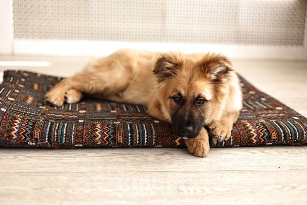 Собаки в Москве: Щенки бесплатно в Москве Мальчик, Бесплатно - фото 3