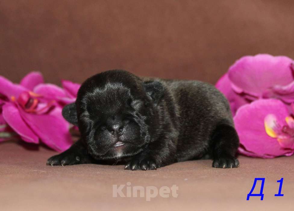 Собаки в Брянске: Французский бульдог щенки Мальчик, 30 000 руб. - фото 5