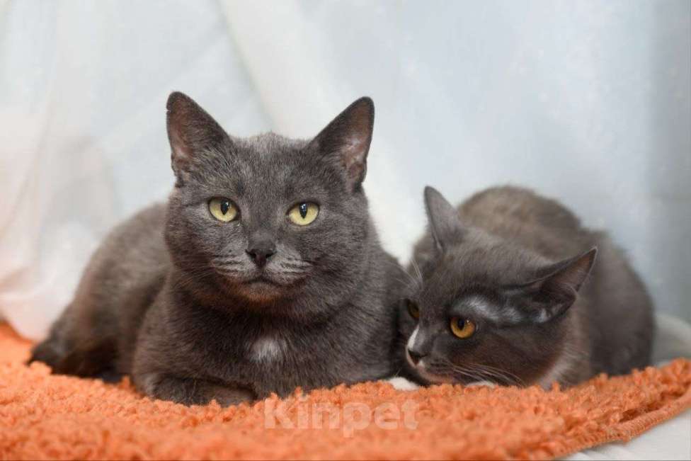 Кошки в Москве: Ася и Аделька ищут дом Девочка, Бесплатно - фото 1