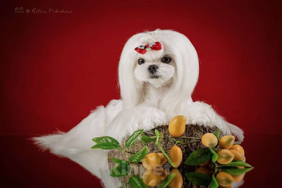 Собаки в Москве: Вязка с Мальтезе Корея Мальчик, 25 000 руб. - фото 3