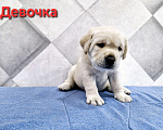 Собаки в Новокузнецке: Щенки Лабрадора РКФ Девочка, 60 000 руб. - фото 1