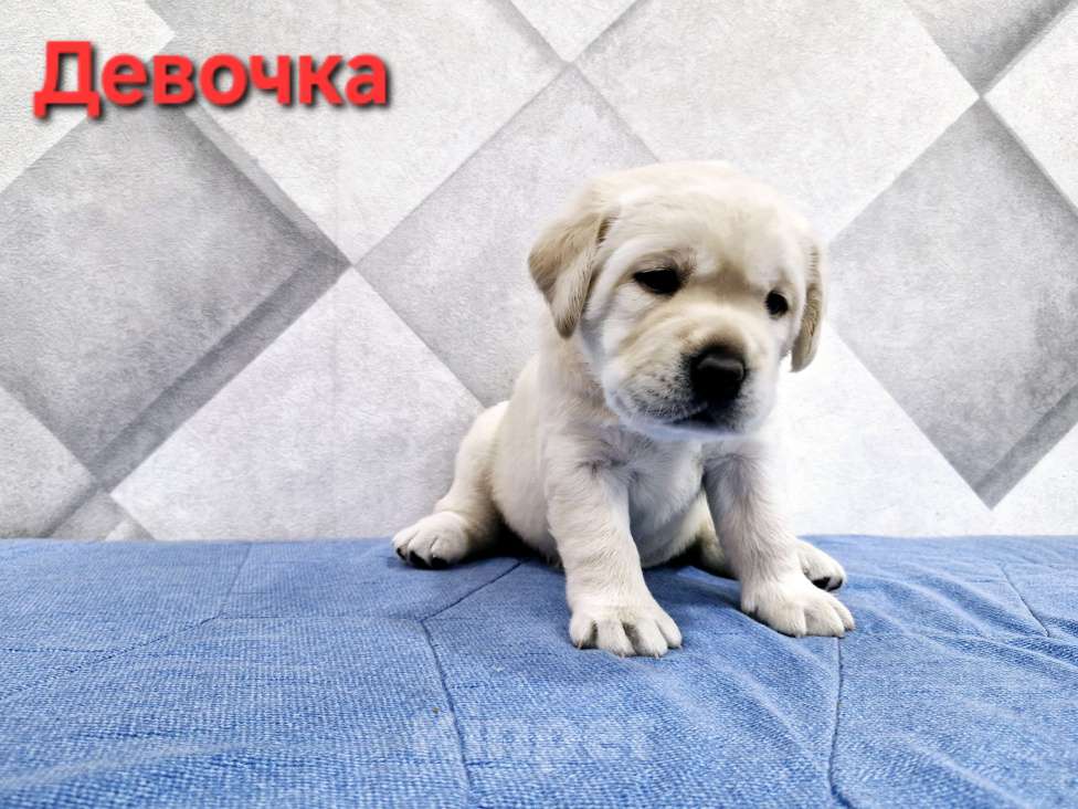 Собаки в Новокузнецке: Щенки Лабрадора РКФ Девочка, 60 000 руб. - фото 1