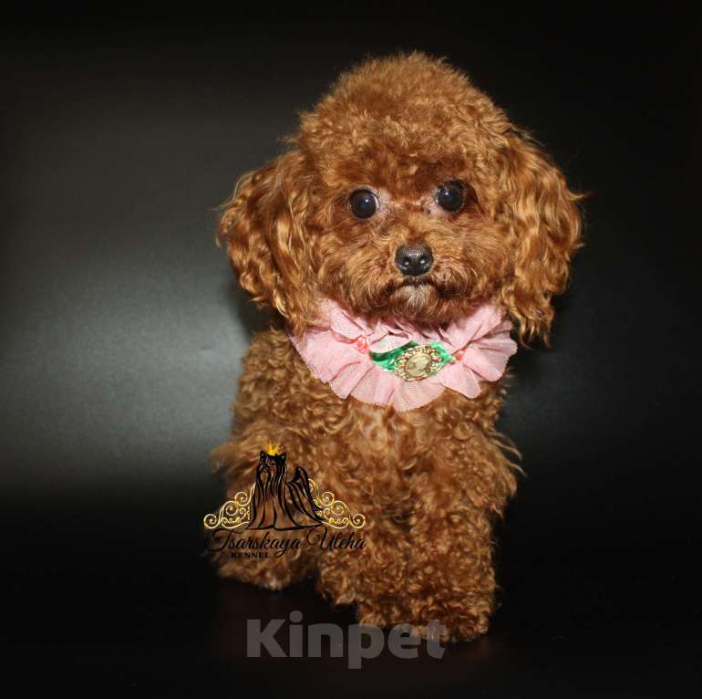 Собаки в Москве: Тедди пудель Девочка, 230 000 руб. - фото 3