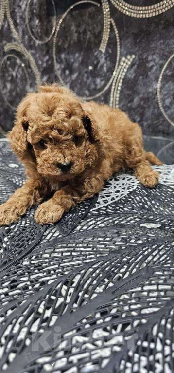 Собаки в Перми: Щенки Той Пуделя!! Мальчик, 85 000 руб. - фото 2