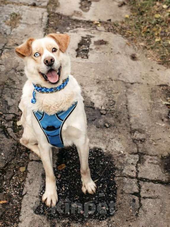 Собаки в Москве: Голубоглазый метис ретривера Софус в добрые руки Мальчик, 1 руб. - фото 7