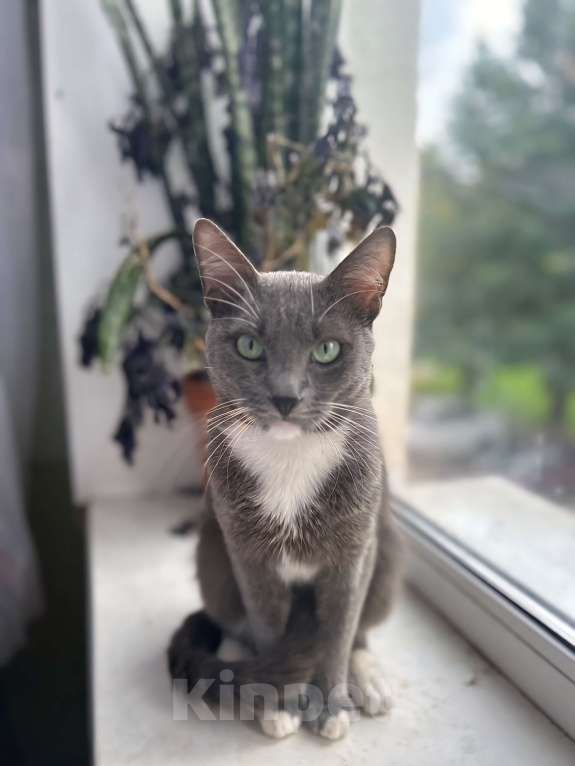 Кошки в Клине: Сева — подарите ему семью Мальчик, Бесплатно - фото 5