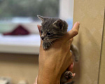 Кошки в Москве: Котята в добрые руки Мальчик, Бесплатно - фото 7