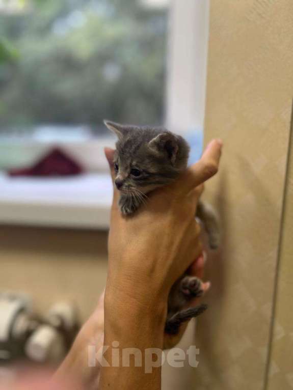 Кошки в Москве: Котята в добрые руки Мальчик, Бесплатно - фото 7